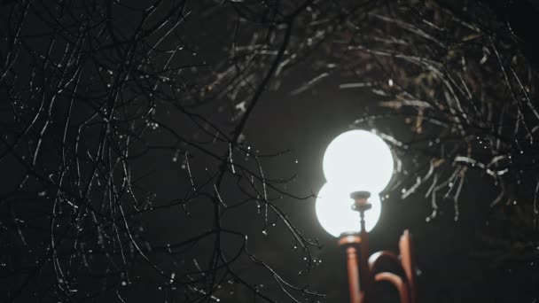 Street light glowing among wet bare tree branches in the night during rainy weather, viewed from low angle — Stock Video