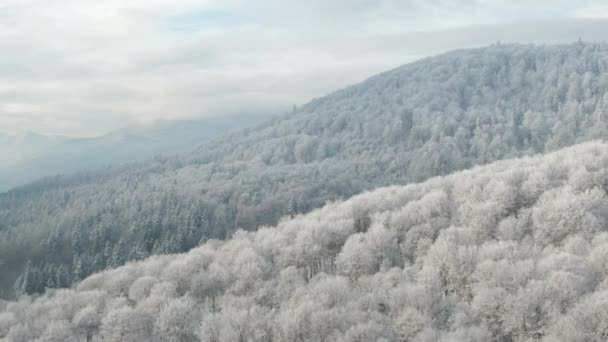 Paisagem Montanhas Com Árvores Coníferas Floresta Coberta Com Geada Branca — Vídeo de Stock