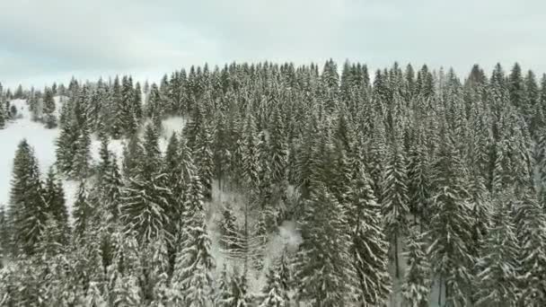 Conifere alberi congelati sul fianco della collina — Video Stock