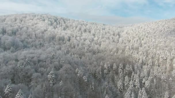 Aerial vintern skogsutsikt. Drone landskap, flyga över. — Stockvideo