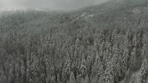 Neve invernale altopiano montagna nebbia foresta ghiacciata sotto il cielo nebbioso - aereo drone vista . — Video Stock