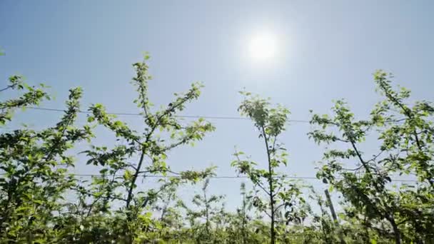 Den unga apple trädgården rangordnar längs bakgrund av blå himmel och lunar solen - dolly rörelse. — Stockvideo