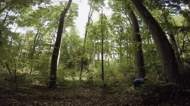 Людина розпилювання деревини бензопилу. Велике дерево падає в лісі. Повільний рух. 50 кадрів в секунду. — стокове відео