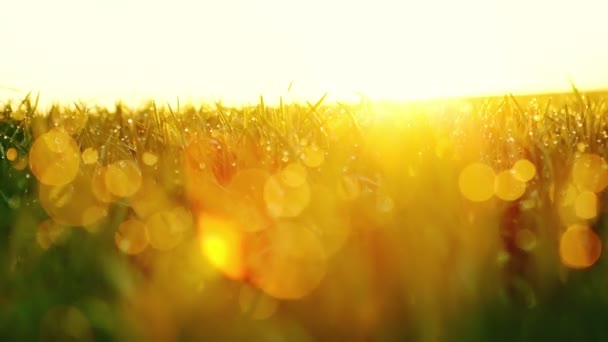 Grass with dew against sunrise. RAW video record. — Stock Video