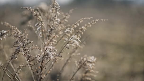 Trembling galhos planta seca no campo — Vídeo de Stock