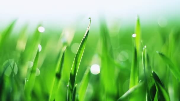 Зеленая трава и утренняя роса. Видеозапись В. . — стоковое видео