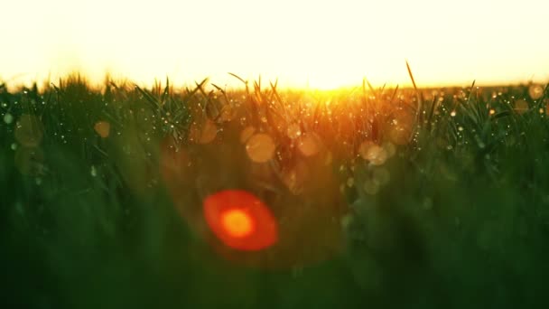 オレンジ色の日の出の光の中で草の葉の上に水滴。未加工のビデオレコード. — ストック動画