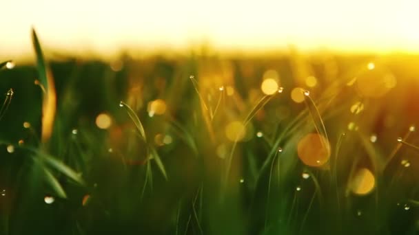 MOZIONE DPLLY: sfondo di gocce di rugiada su erba verde brillante con raggio di sole. Luminoso bokeh naturale. Concentrati. Sfondo creativo astratto. piccola profondità di campo. vicino. Registrazione video RAW . — Video Stock