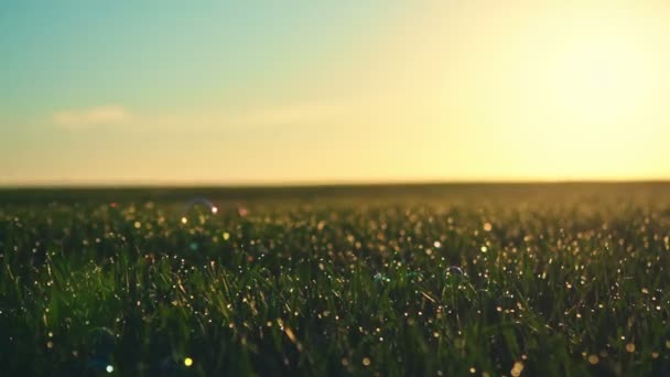 Campo verde con gotas de agua al atardecer y burbujas voladoras. Grabación de vídeo RAW . — Vídeos de Stock