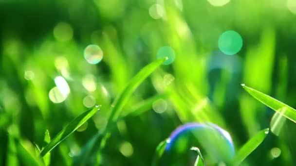 Soap bubbles against the grass background. RAW video record. — Stock Video