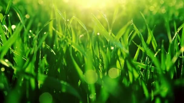 Яркая зеленая трава крупным планом. Видеозапись В. . — стоковое видео