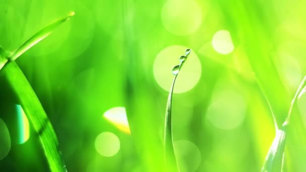 Drei Wassertropfen auf frischem grünen Gras bei Sonnenaufgang mit schönem Bokeh... — Stockvideo