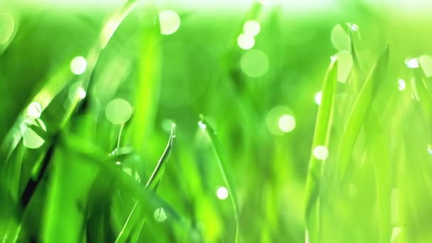 DOLLY MOTION: Blurred Grass Background With Water Drops. RAW video record. — Stock Video