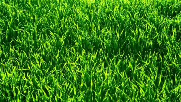 绿草。自然背景。原始视频记录. — 图库视频影像