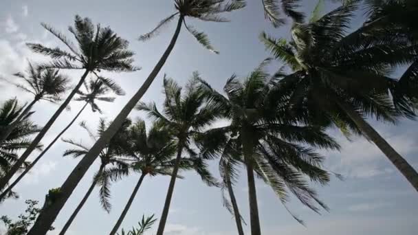 Arboleda de palmeras soplando en el viento — Vídeo de stock