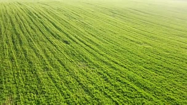 Aerial view of green crops — Stock Video