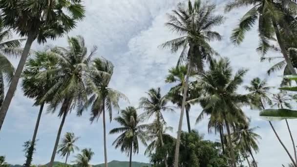 Kokosowe drzewo i błękitne niebo na Koh Samui Tajlandia — Wideo stockowe