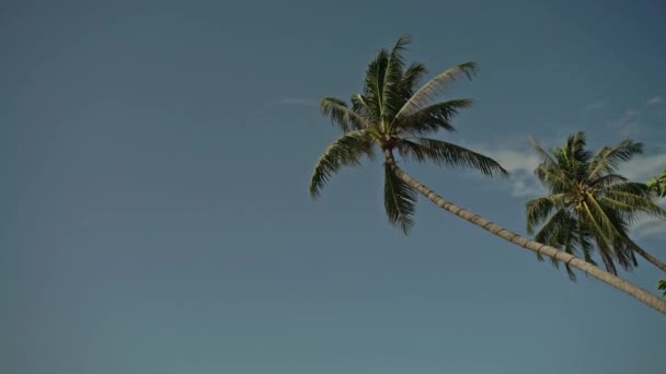 푸른 하늘 배경의 푸른 야자나무 — 비디오