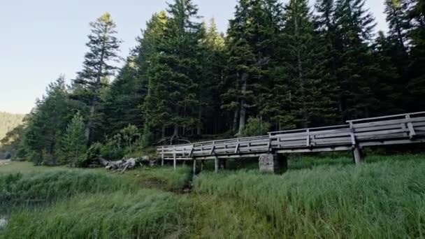 Old rustic wooden bridge in lake shore wetlands — Stock Video