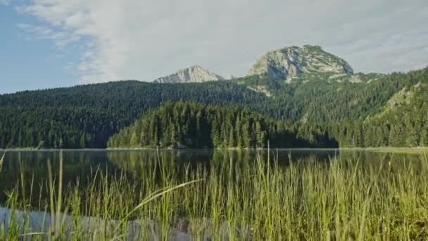 Promenader genom tall grön vild gräs och vass-Mount Durmitor, Black Lake — Stockvideo