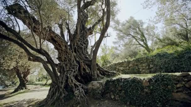 Zeer oude olijfboom in Budva, Becici, Montenegro — Stockvideo