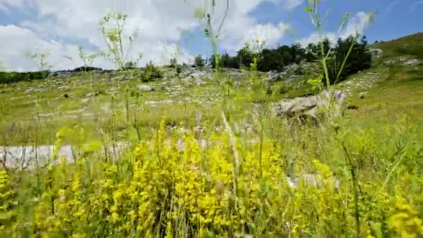 Kantel langs gele bloemen naar een berg tunnel — Stockvideo