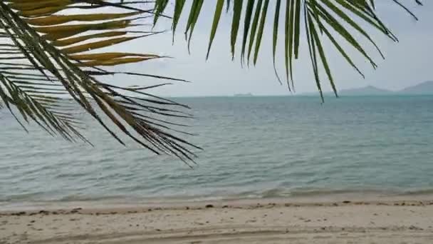 Palma y playa tropical - fondo perfecto con espacio para copiar — Vídeo de stock