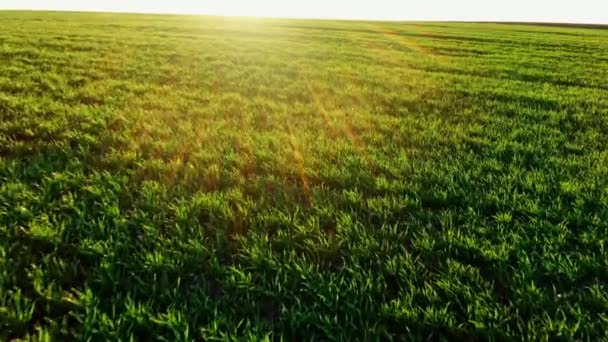 Campo verde hermoso campo al atardecer - vista aérea, mosca del dron — Vídeos de Stock