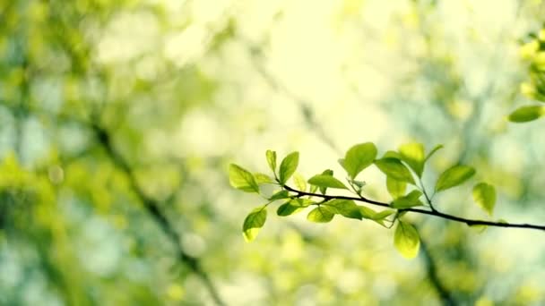 Friss, új zöld levelek ragyognak a napfényben. Nyers videorekord. — Stock videók
