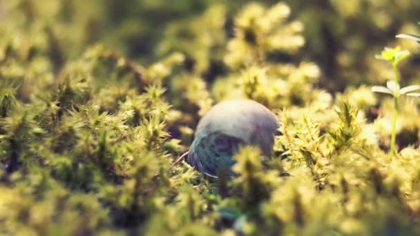 La coquille des œufs est tombée sur la mousse. Le petit oiseau sort de l'œuf. La nature sauvage. Enregistrement vidéo RAW . — Video