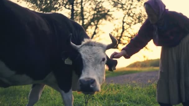 Ο ανώτερος της υπαίθρου προσπαθεί να φροντίσει την αγελάδα που βοσκά. Πρώτη εγγραφή βίντεο. — Αρχείο Βίντεο