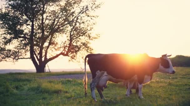 Krowy mleczne na wsi, piękny zachód słońca w tle. Stara babcia patrzy po niej w ogrodzie. Zapis wideo w formacie RAW. — Wideo stockowe