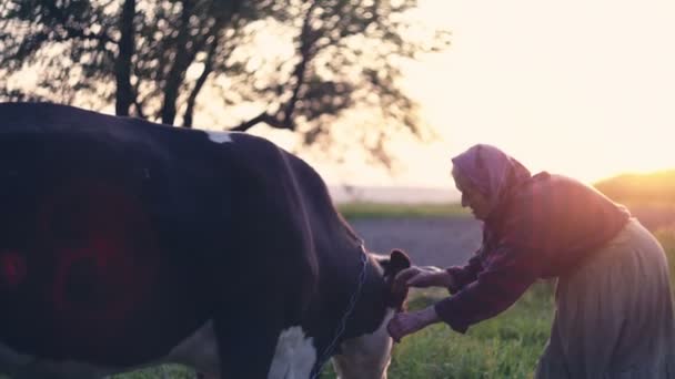 Kuh auf dem grünen Rasen mit der fürsorglichen Seniorin. Rohe Videoaufzeichnung. — Stockvideo