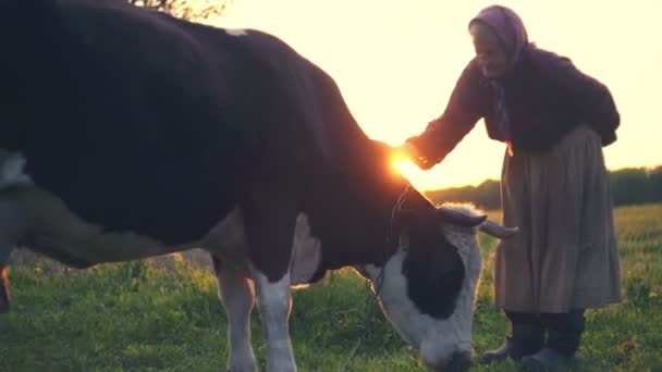 Gammel dame strøg hornede ko på baggrund af solnedgang i haven i landsbyen. RAW videooptagelse . – Stock-video