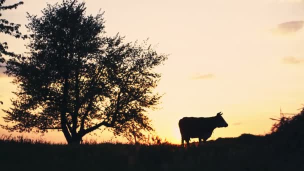 Αγελάδα σιλουέτα με το ηλιοβασίλεμα στον ουρανό στον κήπο. Ύπαιθρο. Πρώτη εγγραφή βίντεο. — Αρχείο Βίντεο