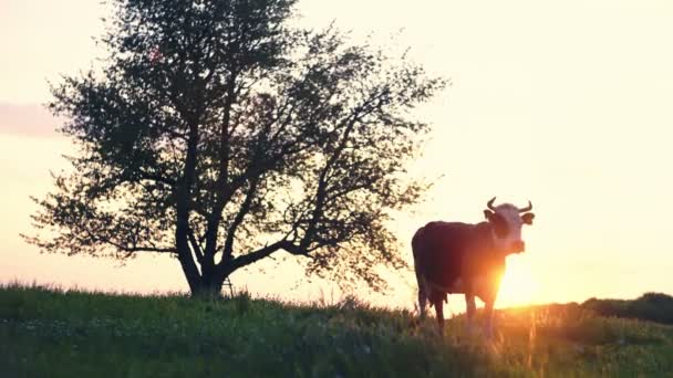 Αγελάδα στο φόντο του ηλιοβασιλέματος στο χωριό στον κήπο. Ιδανικό για βίντεο διαφήμισης με γάλα και βόειο κρέας. Πρώτη εγγραφή βίντεο. — Αρχείο Βίντεο