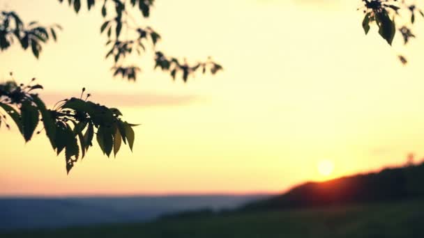 Rama árbol silueta puesta del sol tarde, puesta del sol cielo rojo crepúsculo. Grabación de vídeo RAW . — Vídeos de Stock