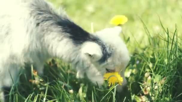 Ziegenbaby, kleine Ziege, weiße Ziege auf dem grünen Gras. Rohe Videoaufzeichnung. — Stockvideo