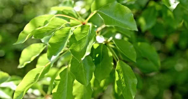 Čerstvé nové zelené listy, zářící ve slunečním světle — Stock video
