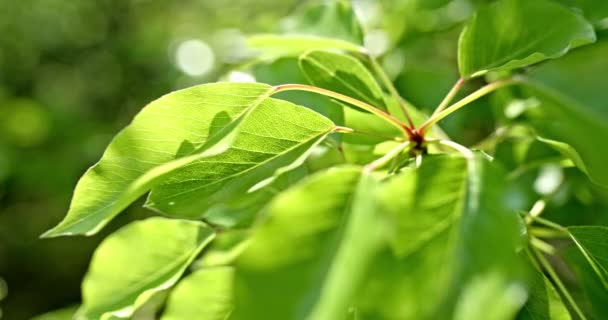 Hojas verdes de fondo. Detalle de la rama de una muestra de la hermosa forma, patrón de hojas y árbol de color a principios de primavera . — Vídeo de stock