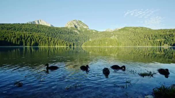 Patos nadando en el lago de montaña - Monte Durmitor, Lago Negro — Vídeos de Stock