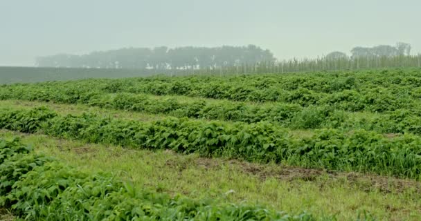 Fileiras de culturas em um campo de primavera chuvoso nebuloso — Vídeo de Stock