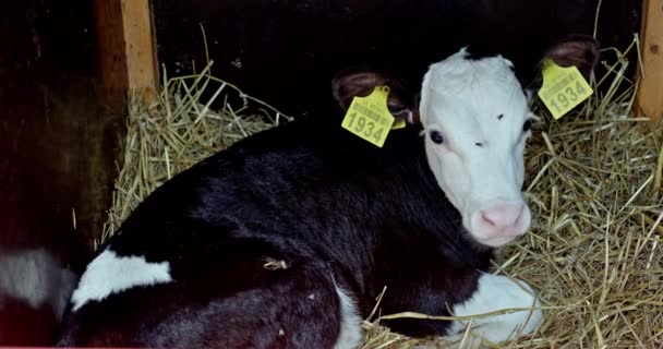 Молодой чёрно-белый гольштейнский молочный телёнок — стоковое видео