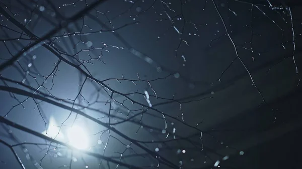 Glistening bare leafless wet snowy branches on a tree in moonlight glistening in the backlit light of the moon on a cold atmospheric misty or foggy winter night — Stock Photo, Image