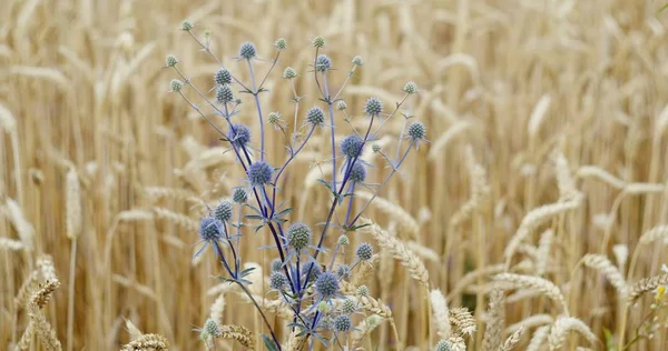 Flor de eryngo de campo azul balanceándose suavemente en el viento sobre fondo borroso con campo de trigo —  Fotos de Stock