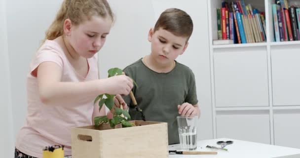 Младший брат и сестра сажают растения в деревянную коробку, аккуратно расставляя почву вокруг зеленого листового растения - замедленная съемка — стоковое видео