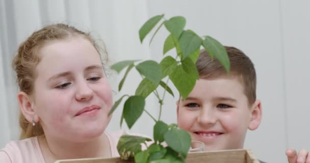 Feliz sorriso jovem irmão e irmã admirando uma planta folhosa verde que eles acabaram de transplantar em uma caixa de madeira — Vídeo de Stock