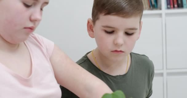 Niña plantando una planta de hojas verdes en una caja de tierra de encapsulamiento y apisonándola vigilada de cerca por su hermano — Vídeo de stock