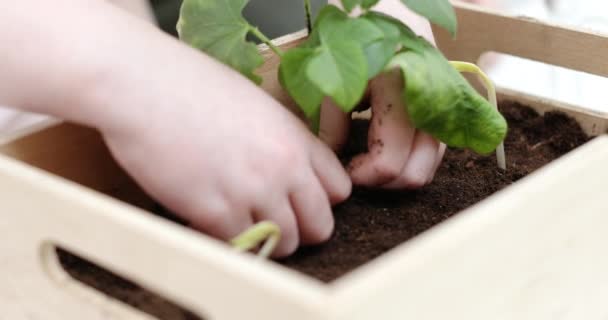 Kezében egy kis gyermek ültetési egy növény egy dobozban megnyomásával a talaj körül a gyökerek előtt zoom ki mutatni egy zöld leveles növény-lassú mozgás. — Stock videók