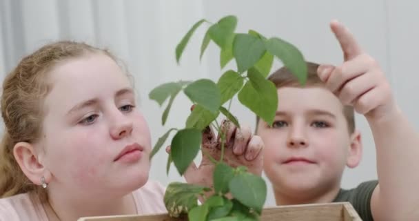 Enfants examinant et touchant les feuilles de l'arbre — Video